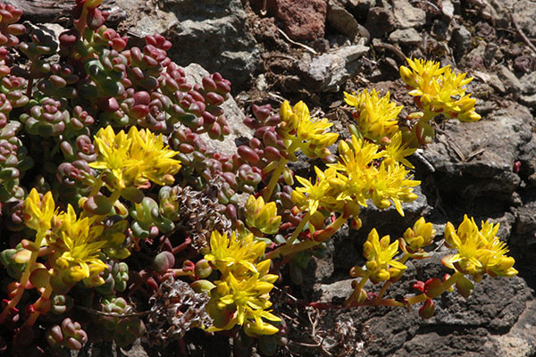 Sedum divergens - Spreading Stonecrop