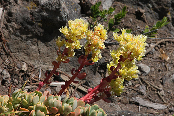 Sedum oregonense - Creamy-flowered Stonecrop