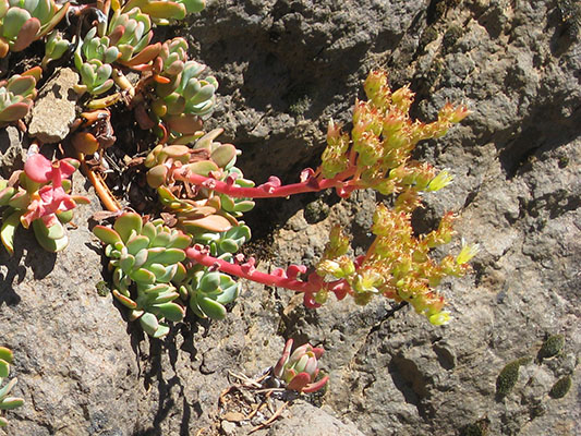 Sedum oregonense - Creamy-flowered Stonecrop