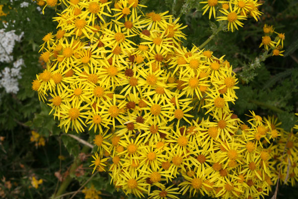 Senecio jacobaea - Tansy Ragwort