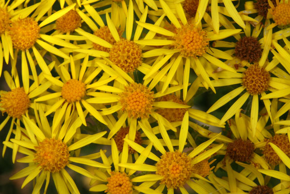 Senecio jacobaea - Tansy Ragwort