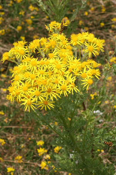 Senecio jacobaea - Tansy Ragwort