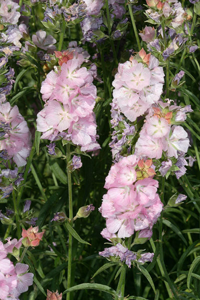 Sidalcea campestris