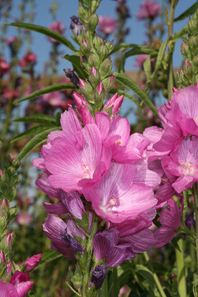 Sidalcea cusickii