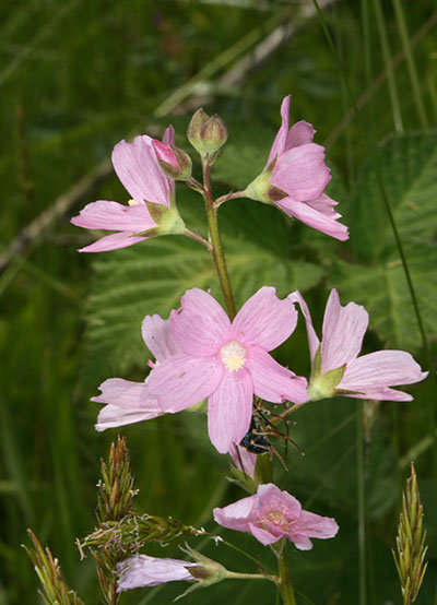 Sidalcea malviflora virgata