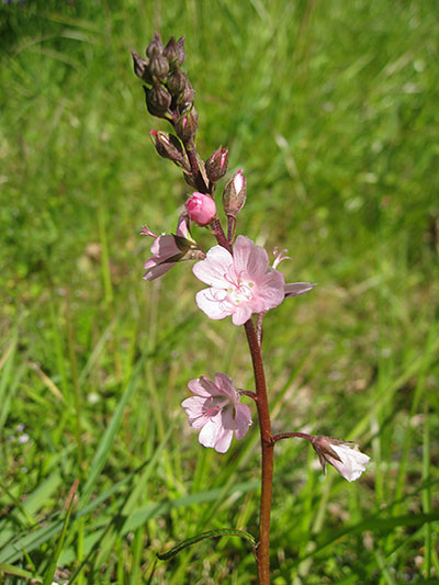 Sidalcea malviflora virgata