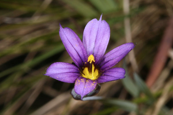 Sisyrinchium idahoense - Idaho Blue-eyed Grass aka California Blue-eyed Grass