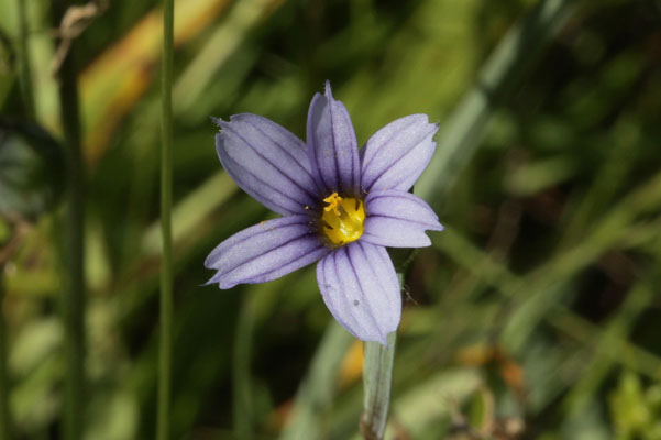 Sisyrinchium idahoense - Idaho Blue-eyed Grass aka California Blue-eyed Grass