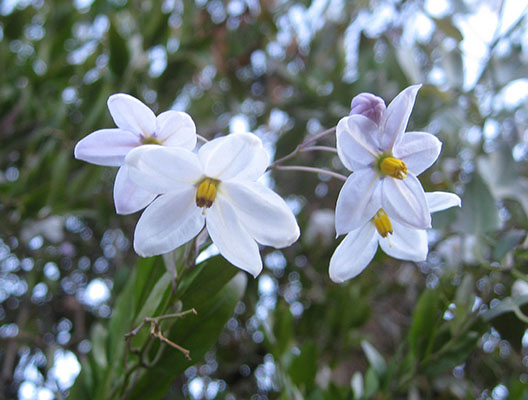 Solanum laxum