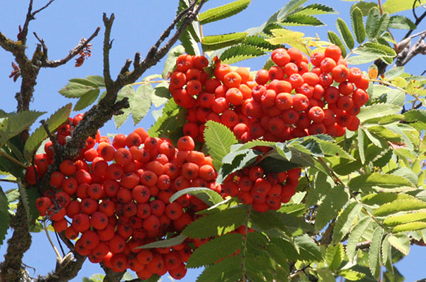 Sorbus a. acuparia - Rowan aka Mountain-ash