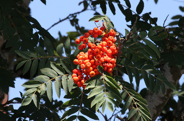 Sorbus a. acuparia - Rowan aka Mountain-ash