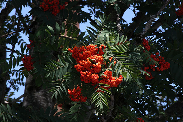 Sorbus a. acuparia - Rowan aka Mountain-ash