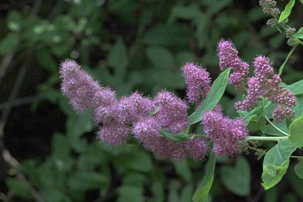 Spiraea d. douglasii - Rose Spiraea