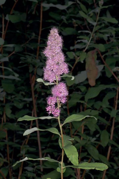 Spiraea d. douglasii - Rose Spiraea