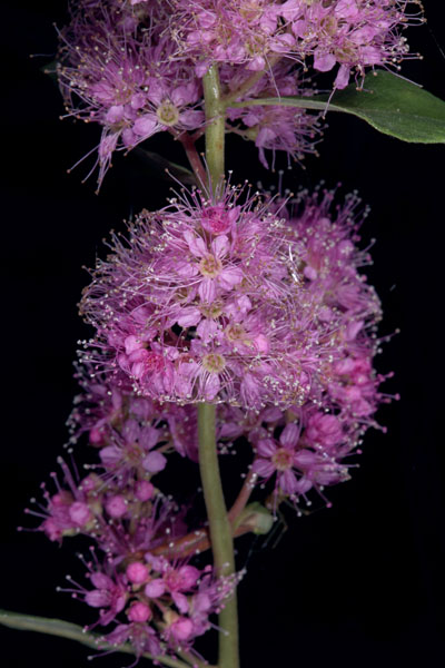 Spiraea d. douglasii - Rose Spiraea