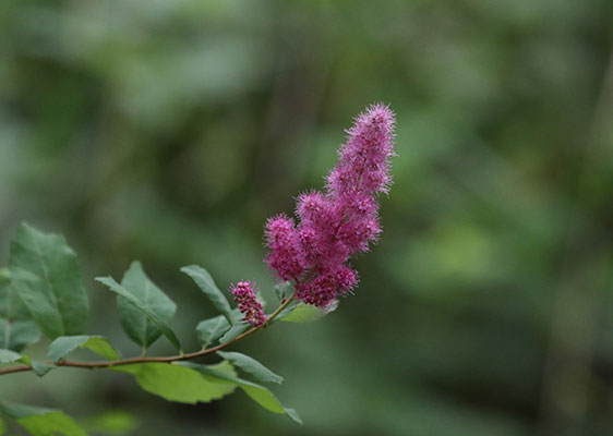 Spiraea douglasii - 