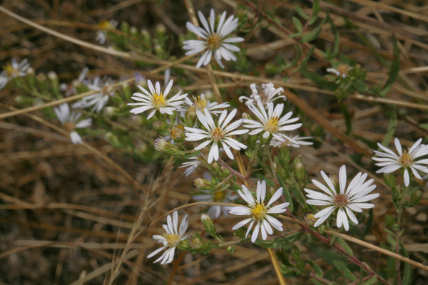 Symphyotrichum hallii - Hall's Aster