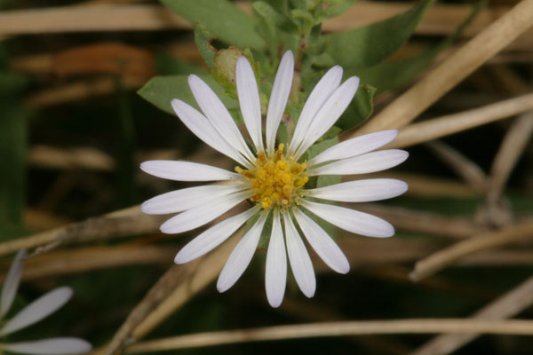 Symphyotrichum hallii - Hall's Aster