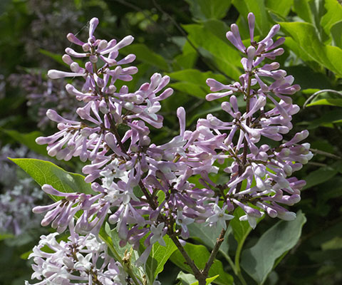 Syringa pubescens patula 'Miss Kim'