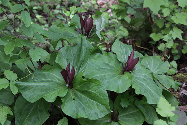 Trillium chloropetalum chloropetalum - The Common Trillium