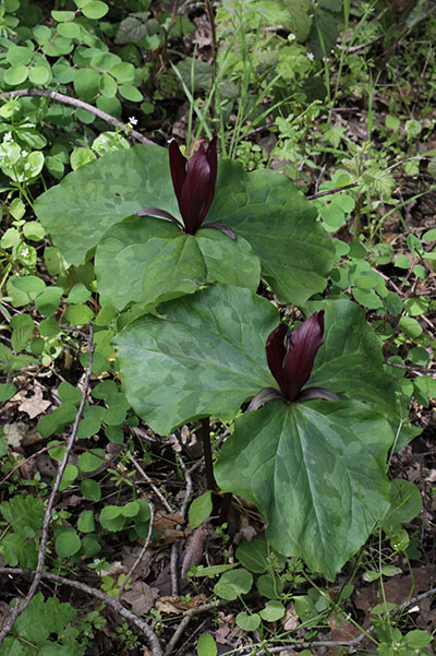 Trillium chloropetalum chloropetalum - The Common Trillium