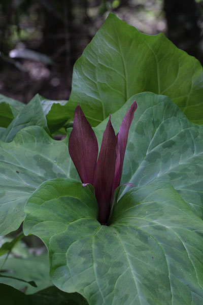 Trillium c. chloropetalum - The Common Trillium