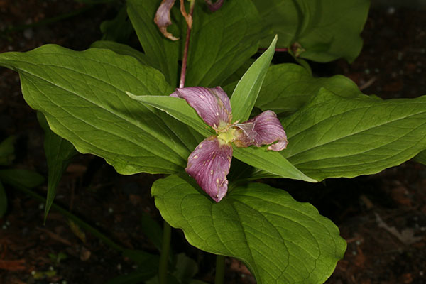 Trillium o. ovatum - Western Trillium