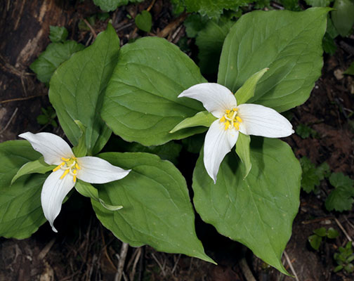 Trillium o. ovatum - Western Trillium