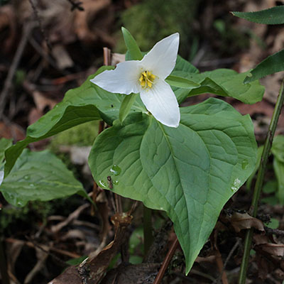 Trillium o. ovatum - Western Trillium