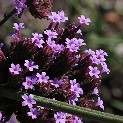 Verbema bonairiensis