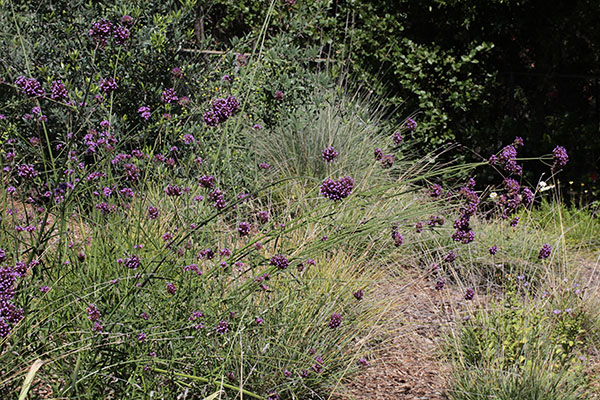 Verbema bonairiensis