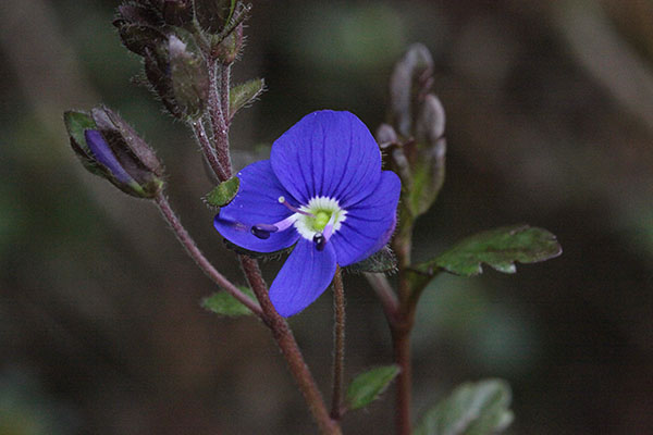 Veronia umbrosa - Georgia Blue