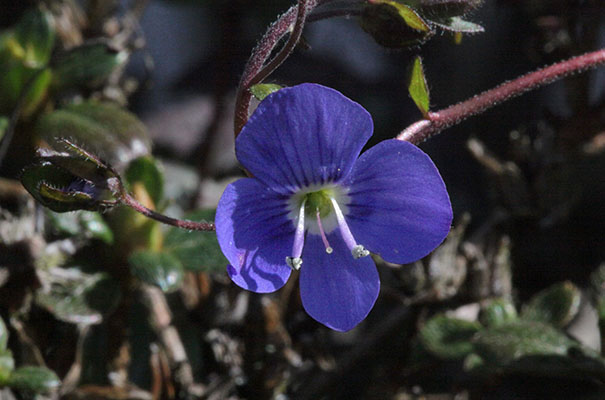 Veronia umbrosa - Georgia Blue