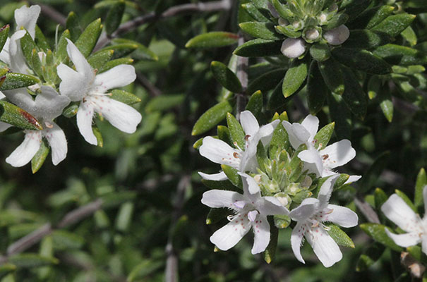 Westringia fruticosa - Coastal Rosemary