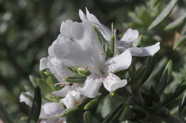 Westringia fruticosa - Coastal Rosemary