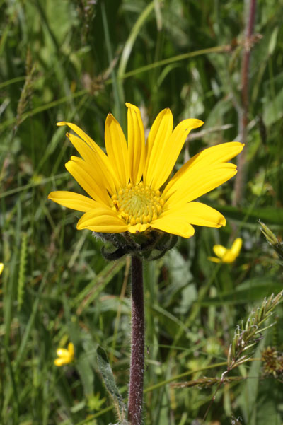 Wyethia angustifolia - Narrowleaf Wyethia aka Narrowleaf Mule's Ears