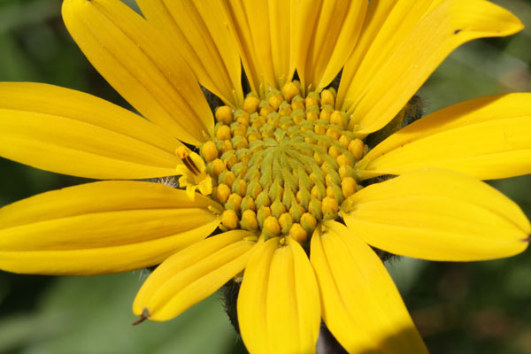 Wyethia angustifolia - Narrowleaf Wyethia aka Narrowleaf Mule's Ears