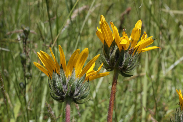 Wyethia angustifolia - Narrowleaf Wyethia aka Narrowleaf Mule's Ears