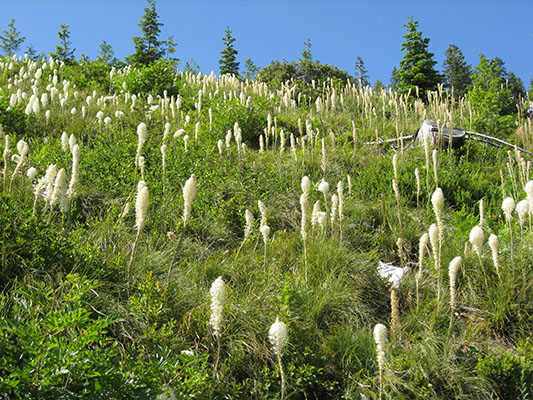 Xerophyllum tenax