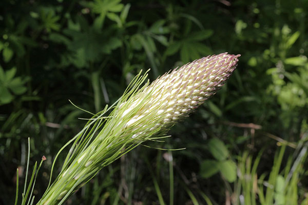 Xerophyllum tenax