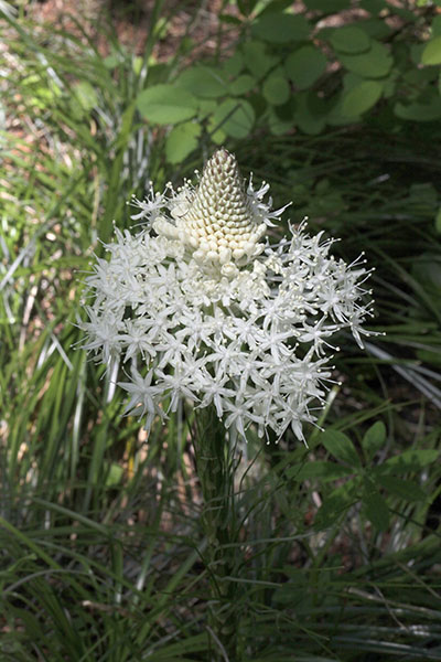 Xerophyllum tenax