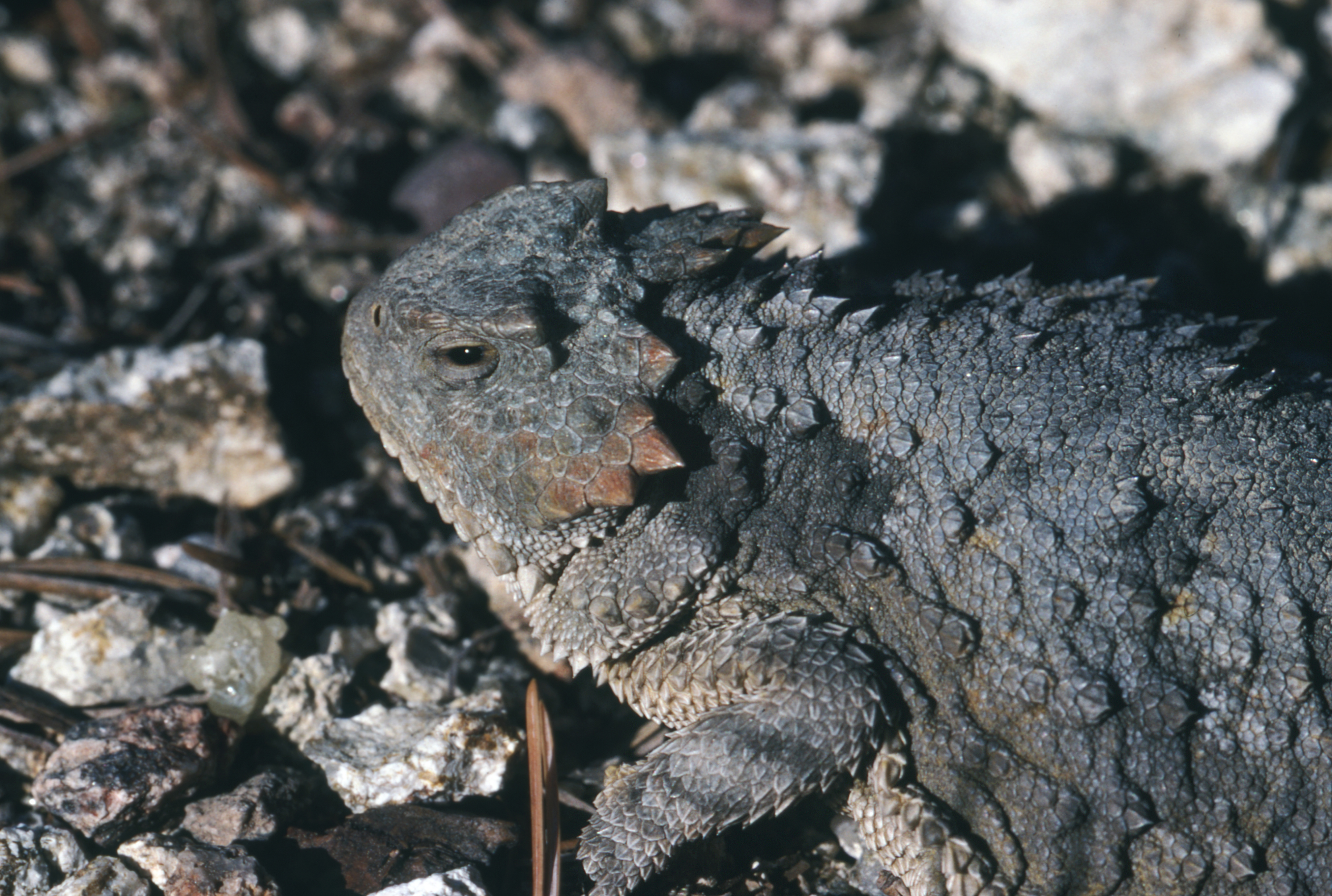 Phrynosoma Hernandesi