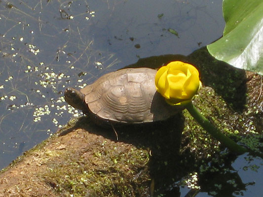 Actinemys marmorata marmorata - The Northwestern Pond Turtle aka The Northern Western Pond Turtle aka The Northern Pacific Pond Turtle