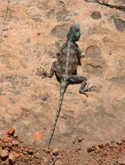 Agama atra - The Southern Rock Agama