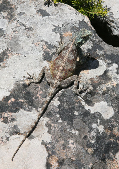 Agama atra - The Southern Rock Agama