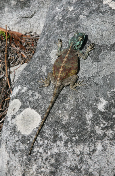 Agama atra - The Southern Rock Agama