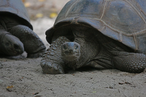 Aldabrachelys gigantea - The Aldabra Giant Tortoise