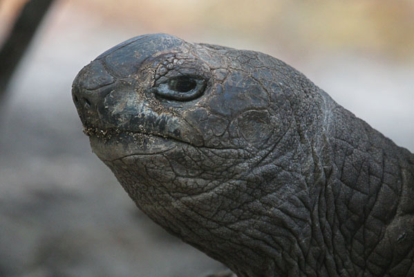 Aldabrachelys gigantea - The Aldabra Giant Tortoise