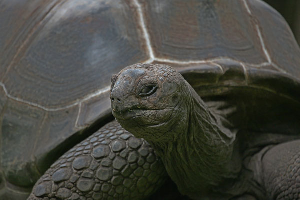 Aldabrachelys gigantea - The Aldabra Giant Tortoise