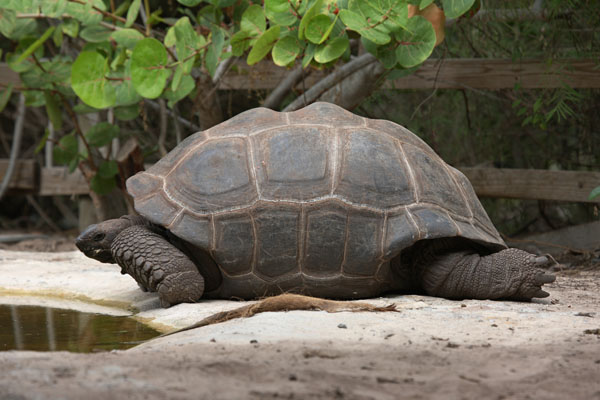 Aldabrachelys gigantea - The Aldabra Giant Tortoise